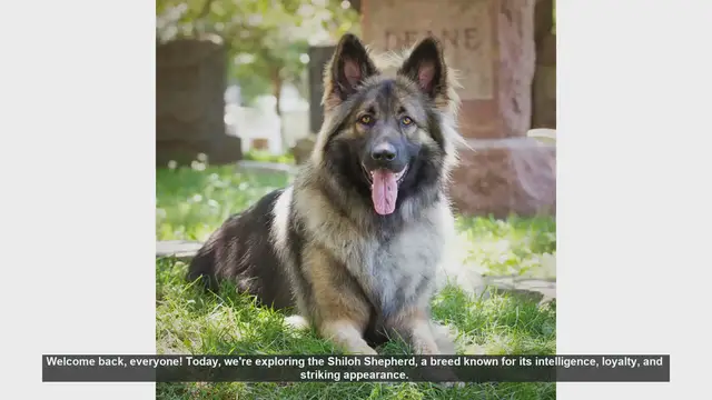 Video thumbnail for Shiloh Shepherds: Pros and Cons of Owning This Loyal Breed