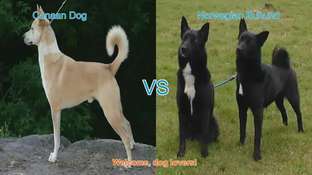 Video thumbnail for Canaan Dog vs. Norwegian Buhund: A Comprehensive Breed Comparison