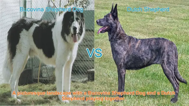 Video thumbnail for Bucovina Shepherd Dog vs. Dutch Shepherd: A Comprehensive Comparison