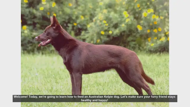 Video thumbnail for How to Feed Your Australian Kelpie: A Complete Guide