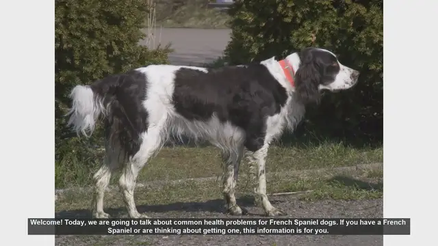 Video thumbnail for Common Health Problems in French Spaniel Dogs