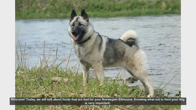 Video thumbnail for Foods to Avoid for Your Norwegian Elkhound: Essential Safety Tips