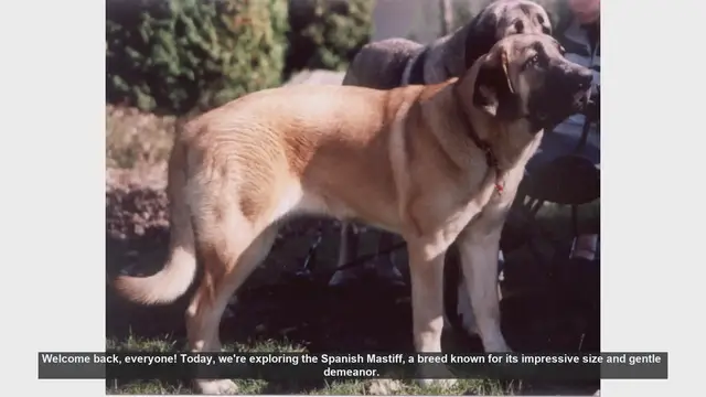 Video thumbnail for Spanish Mastiff: Pros and Cons of Owning This Gentle Giant