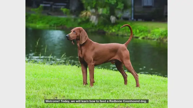 Video thumbnail for How to Properly Feed Your Redbone Coonhound