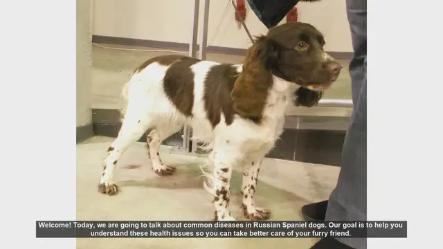 Video thumbnail for Common Health Issues in Russian Spaniel Dogs: A Guide for Pet Owners