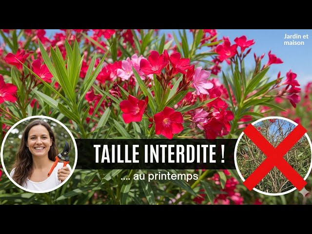 Video thumbnail for Ne Taillez PLUS JAMAIS votre Laurier Rose au Printemps ! L'Erreur Fatale
