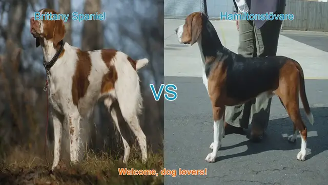 Video thumbnail for Brittany Spaniel vs. Hamiltonstövare: A Comparison of Two Dog Breeds