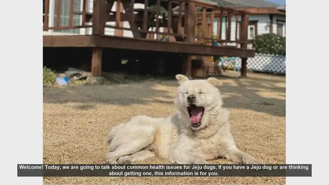 Video thumbnail for Common Health Issues in Jeju Dogs: What You Need to Know