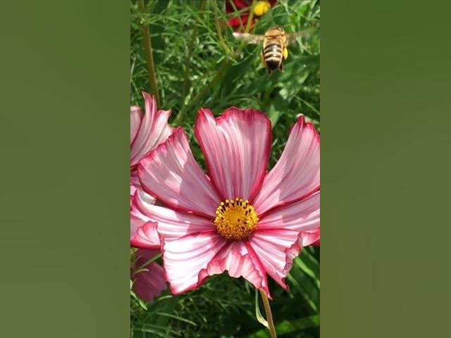 Video thumbnail for garde manger