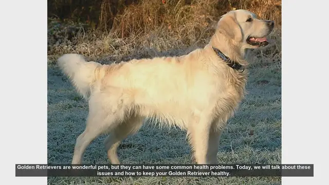 Video thumbnail for Common Health Issues in Golden Retrievers and How to Prevent Them