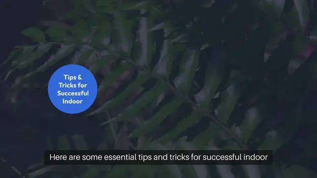 Video thumbnail for Winter Indoor Gardening Tips and Tricks