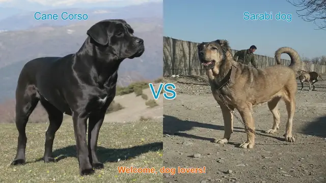 Video thumbnail for Cane Corso vs. Sarabi Dog: A Comprehensive Comparison