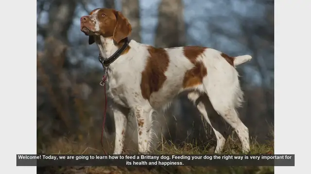 Video thumbnail for How to Properly Feed Your Brittany Dog: A Step-by-Step Guide