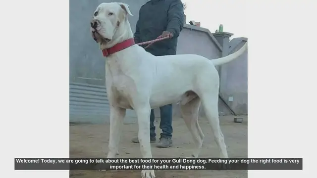 Video thumbnail for Best Food for Your Gull Dong Dog: Essential Tips for a Healthy Diet