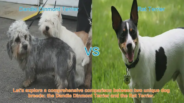 Video thumbnail for Dandie Dinmont Terrier vs. Rat Terrier: A Comprehensive Breed Comparison