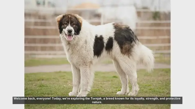 Video thumbnail for Tornjak Dog Breed: Pros and Cons of Owning This Loyal Guardian