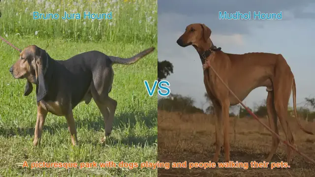 Video thumbnail for Comparing Bruno Jura Hound and Mudhol Hound: A Comprehensive Guide
