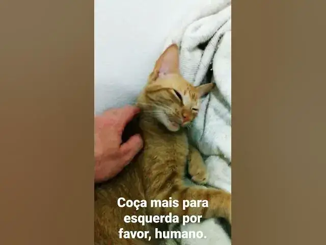 Video thumbnail for #shorts #gatinhosengraçados #cats