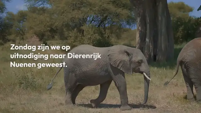 Video thumbnail for Dierenrijk Nuenen dierentuin – een gezellig uitstapje met speeltuin