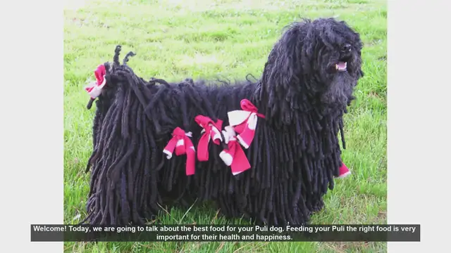 Video thumbnail for Best Food for Your Puli Dog: Essential Nutrition Tips