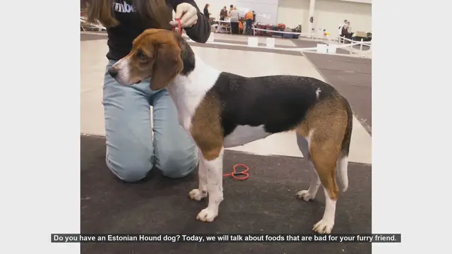 Video thumbnail for Foods to Avoid for Your Estonian Hound: Keep Your Dog Safe!