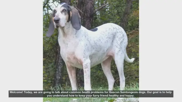 Video thumbnail for Common Health Problems in Gascon Saintongeois Dogs & How to Prevent Them