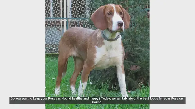 Video thumbnail for Top Foods to Keep Your Posavac Hound Healthy and Happy