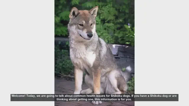 Video thumbnail for Common Health Issues in Shikoku Dogs: What You Need to Know