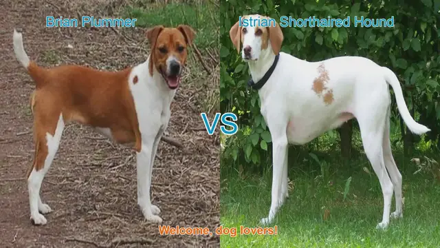 Video thumbnail for Dog Breed Comparison: Brian Plummer Terrier vs. Istrian Shorthaired Hound