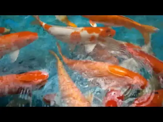 Video thumbnail for Fiber in Koi Fish Diet: Essential for Health