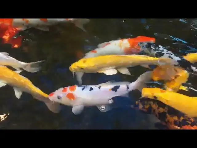Video thumbnail for Koi Breeding Success: The Importance of Water Circulation