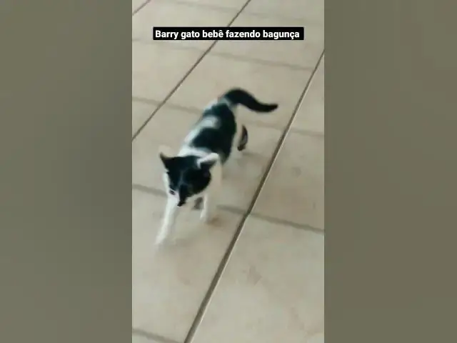 Video thumbnail for Bebê barry gato bagunceiro. #cats #shorts #shortsvideo #gatos #imbituba