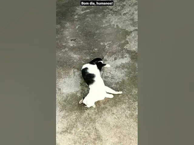 Video thumbnail for Bom dia do Barry e da Mel. #shorts #cats #shortsvideo #sol #imbituba #gatos #gatinhos #bomdia