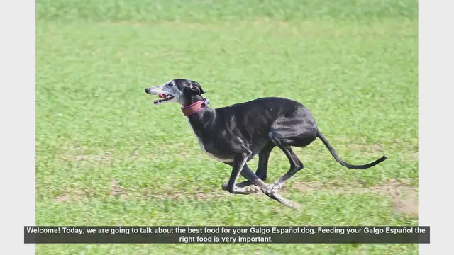 Video thumbnail for Best Food for Your Galgo Español: A Complete Guide