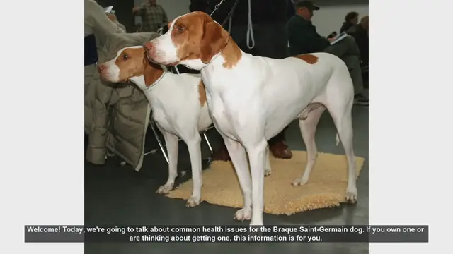 Video thumbnail for Common Health Issues in Braque Saint-Germain Dogs: What You Need to Know