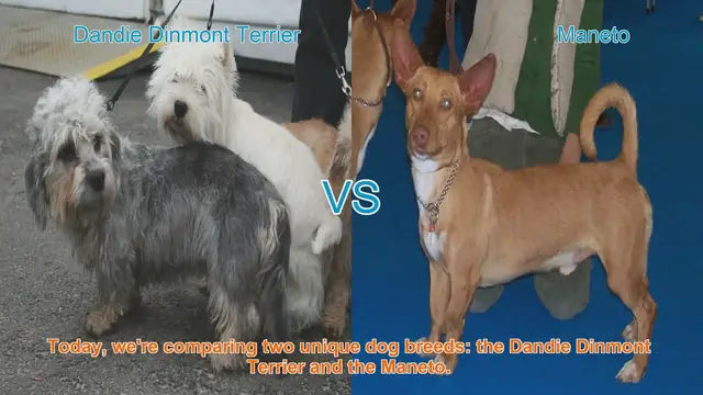 Video thumbnail for Dandie Dinmont Terrier vs. Maneto: A Breed Comparison