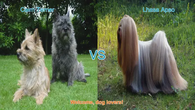 Video thumbnail for Cairn Terrier vs. Lhasa Apso: A Comparison of Beloved Dog Breeds