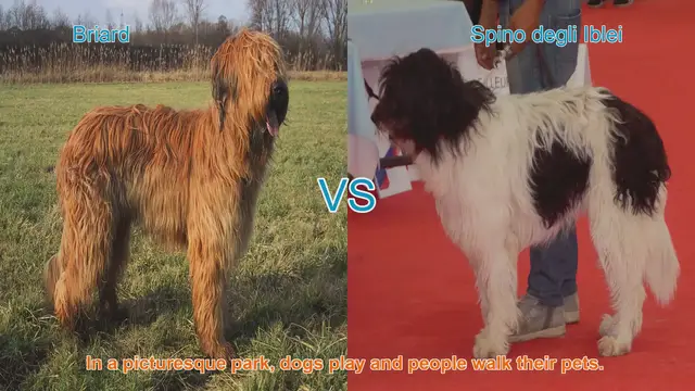 Video thumbnail for Briard vs. Spino degli Iblei: A Comparison of Two Unique Dog Breeds