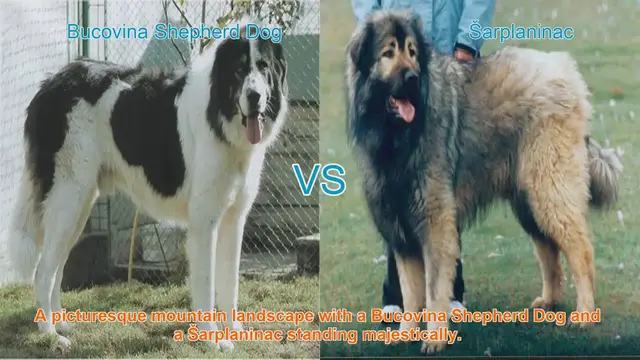 Video thumbnail for Bucovina Shepherd Dog vs. Šarplaninac: A Comparison of Majestic Guardian Breeds