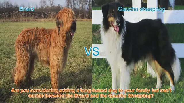 Video thumbnail for Briard vs. Gaucho Sheepdog: Choosing the Right Long-Haired Dog Breed