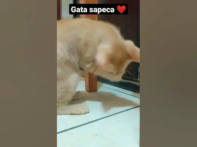 Video thumbnail for Melzinha gata filhote brincando. #shorts #cats #funnycats #catlover