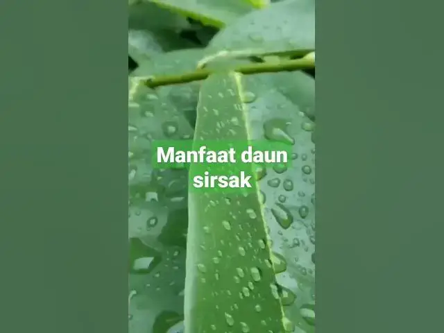 'Video thumbnail for MANFAAT Daun SIRSAK Untuk Kesehatan: Tips Menurut Sekarang'