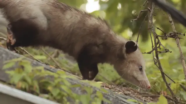 'Video thumbnail for Florida's Opossums: Nature's Misunderstood Cleanup Crew'