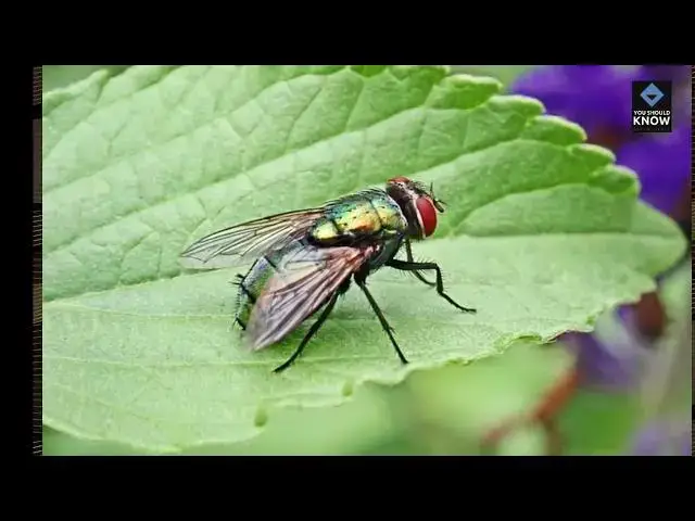 Video thumbnail for Top 10 Tips for Maintaining a Beautiful Garden