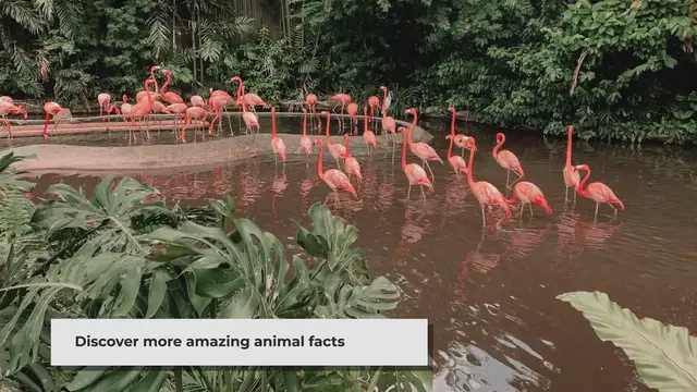 Video thumbnail for Surprising Animal Facts: Nature's Interesting and Incredible Adaptations