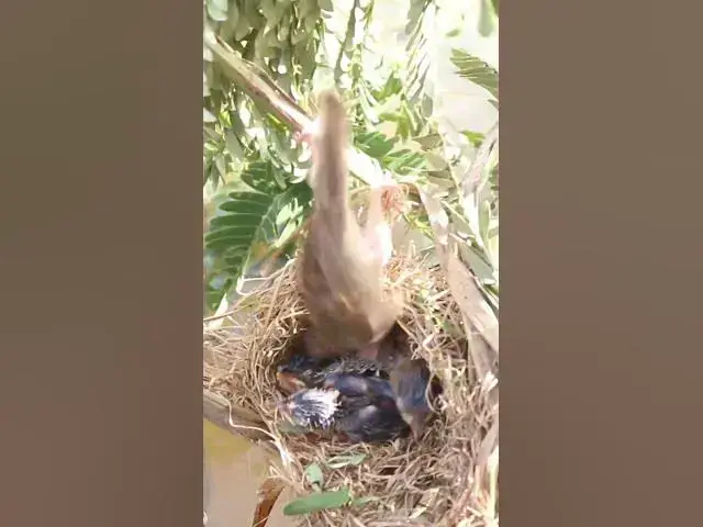 Video thumbnail for wild small baby birds (EP-45)  #birds #nature #birdfeeding #birdwatching