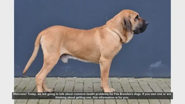 Video thumbnail for Common Health Problems in Fila Brasileiro Dogs