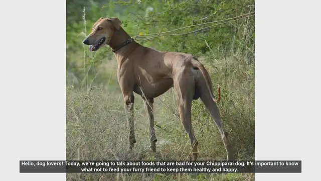 Video thumbnail for Dangerous Foods for Your Chippiparai Dog: What to Avoid
