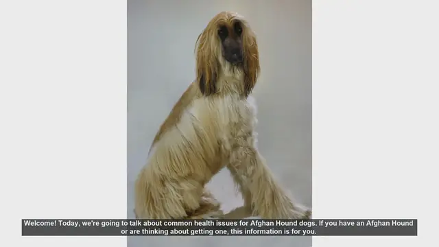 Video thumbnail for Common Health Issues in Afghan Hound Dogs: What You Need to Know