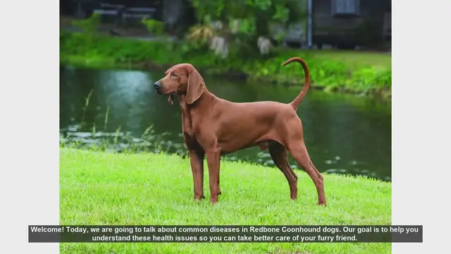 Video thumbnail for Common Health Issues in Redbone Coonhounds: Prevention and Care Tips